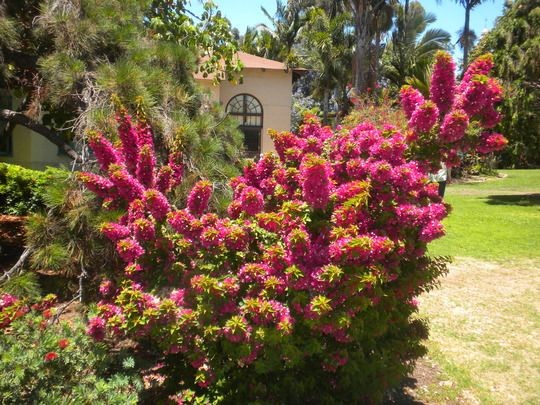 Pixie Bougainvillea