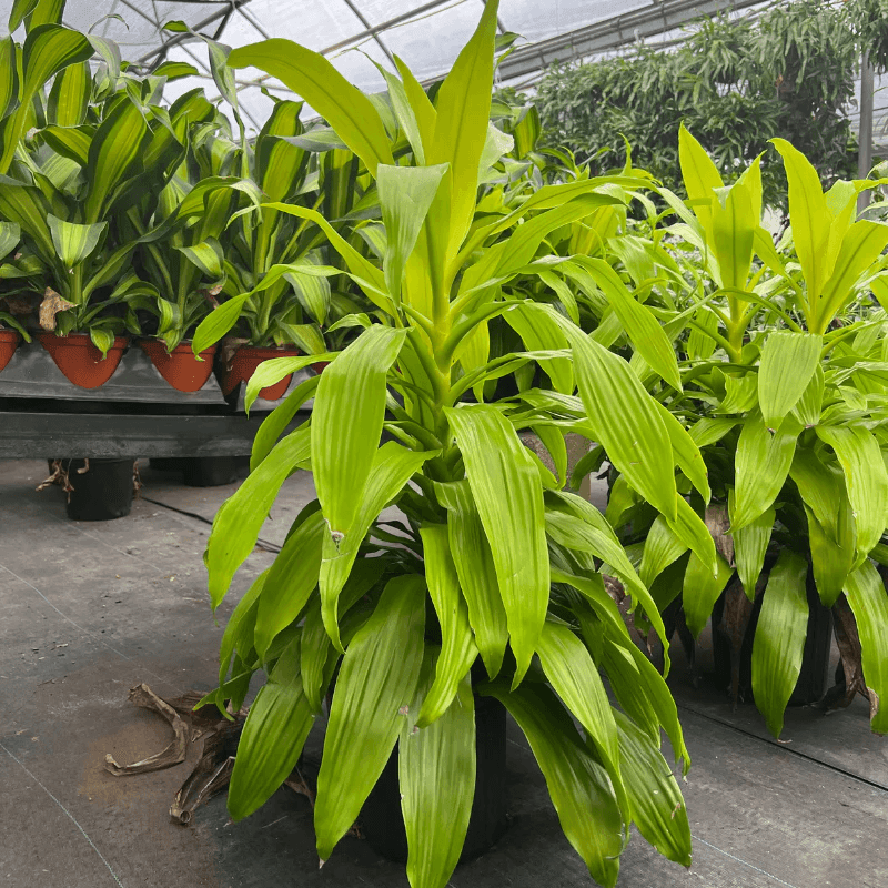 Lime Light Dracaena