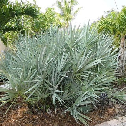 Silver Saw Palmetto