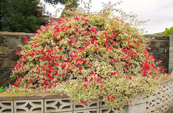 Raspberry Ice Bougainvillea