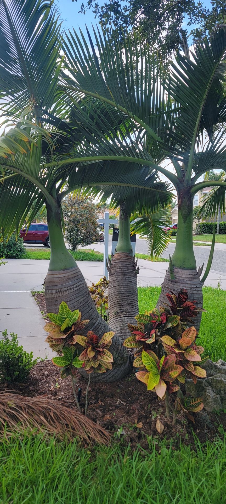 Three tall palm trees surrounded by colorful foliage on a sunny neighborhood sidewalk with a bright blue sky.