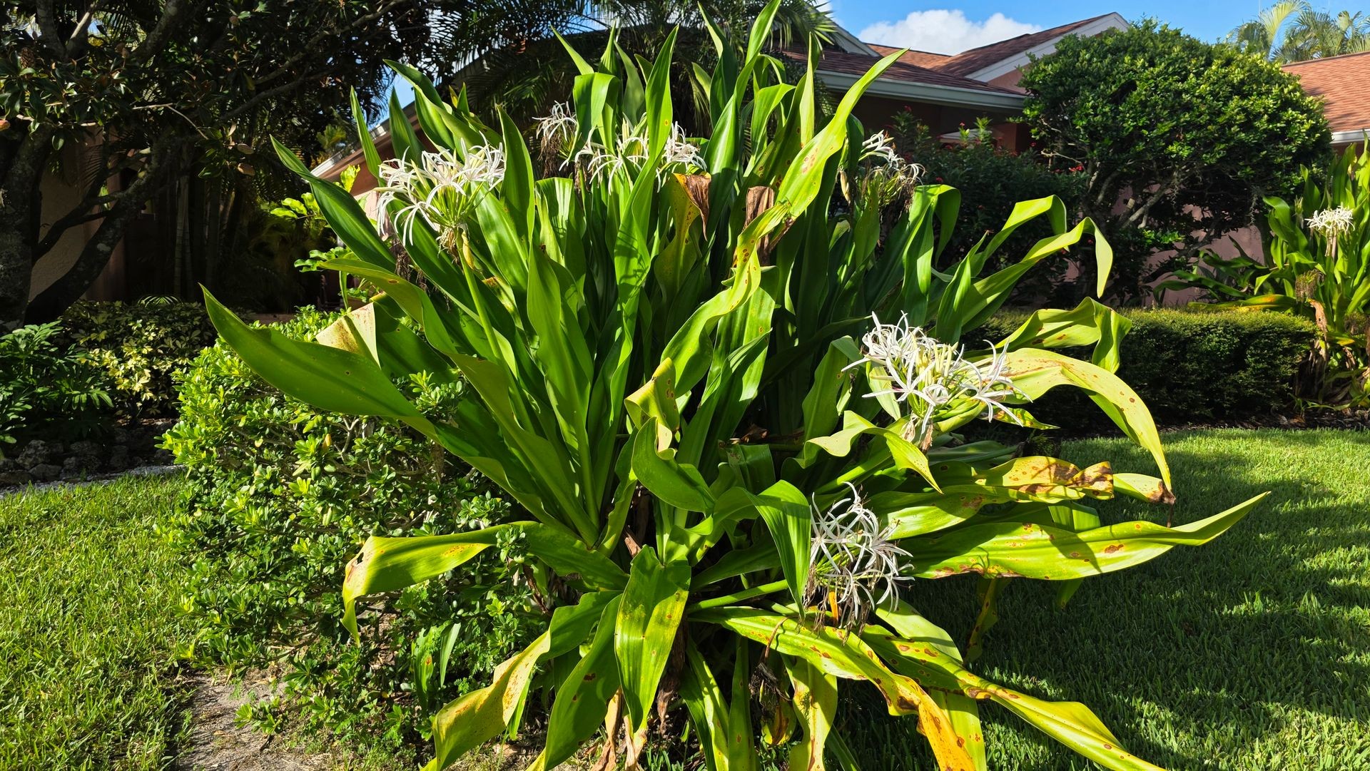 Giant White Crinum Lily with white flowers and large green leaves in a Florida landscape