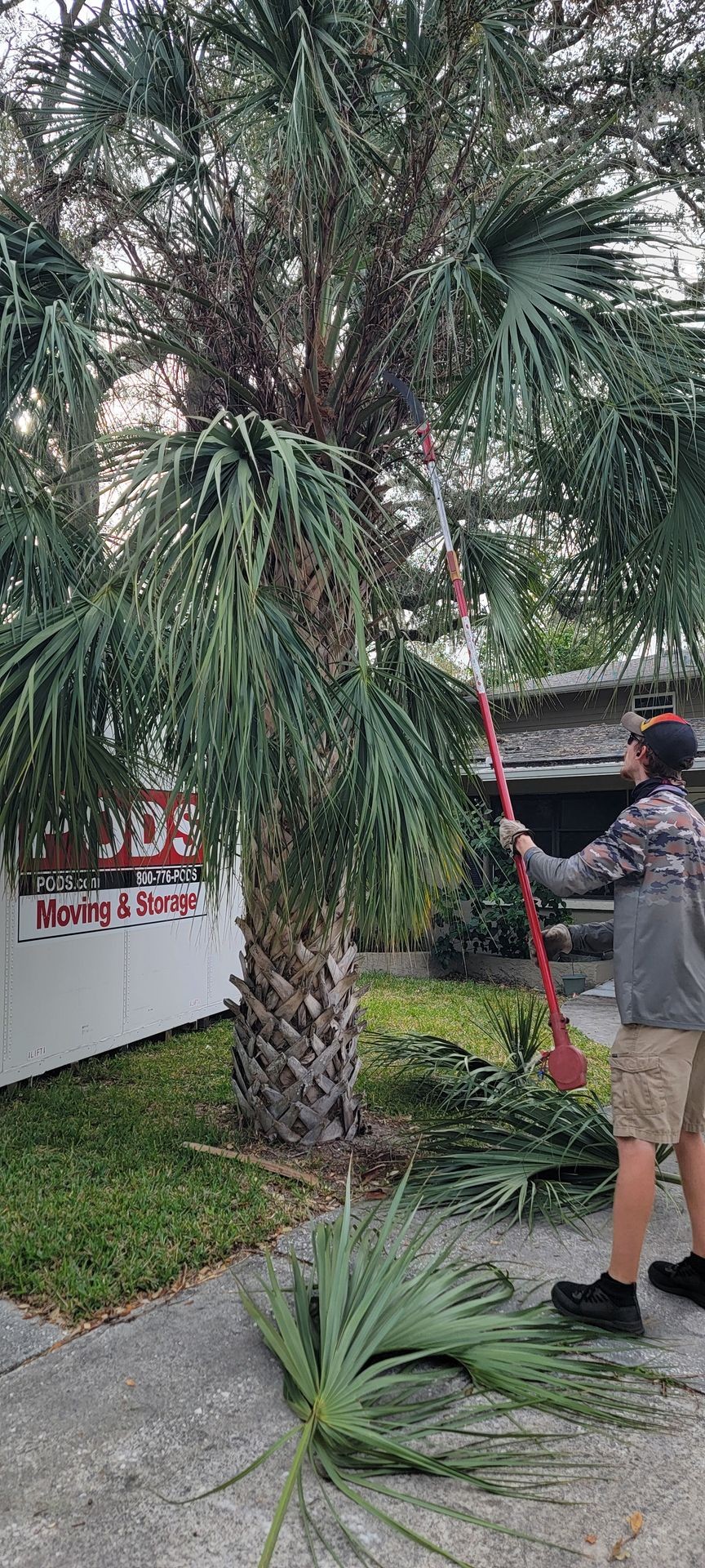 Palm and Tree Trimming