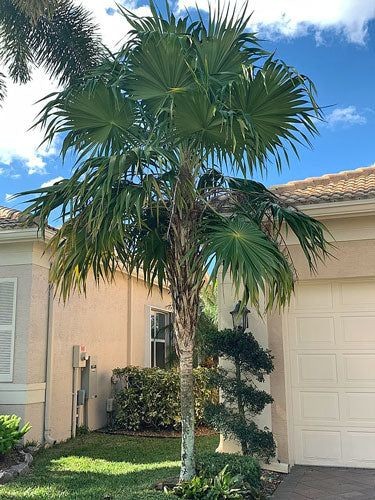 Florida Thatch Palm