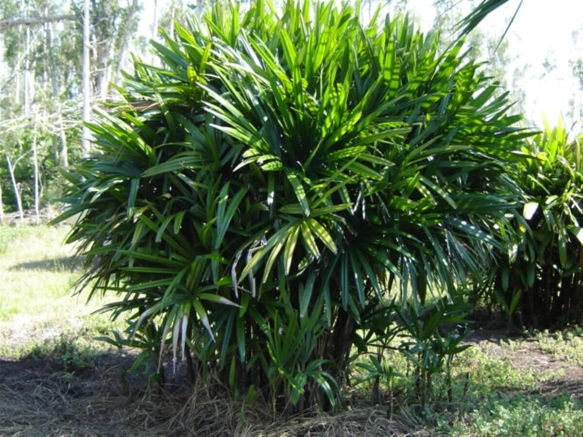 Lady Palm