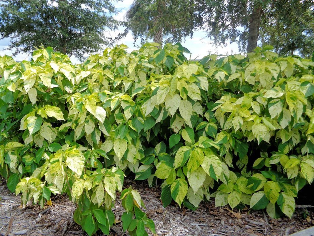 White Copper Leaf