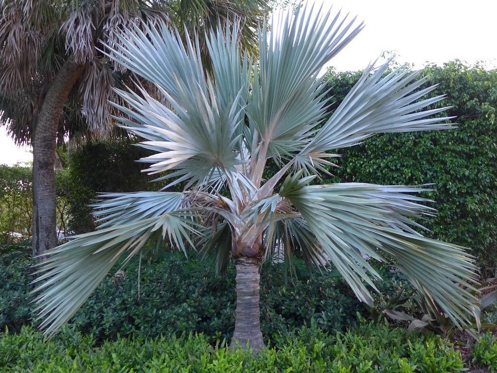 Latania Palm