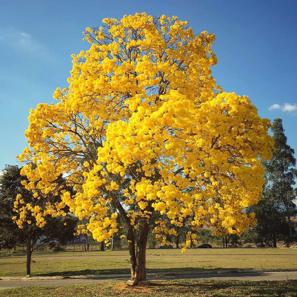 Tabebuia (Trumpet) Tree