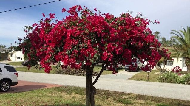 Bougainvillea Tree