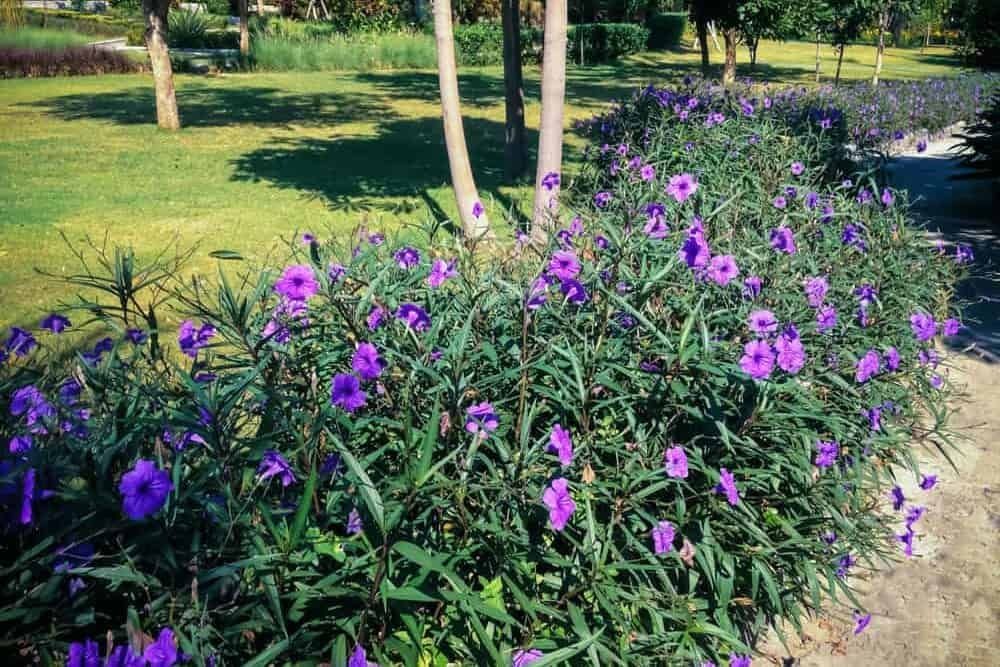 Mexican Petunia