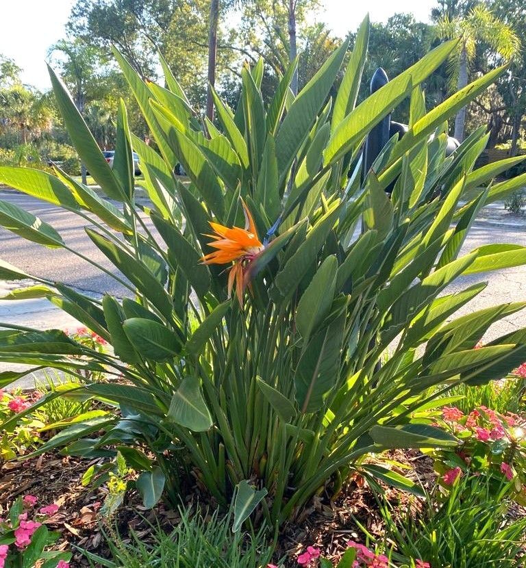 Orange Bird of Paradise