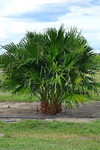 Chinese Fan Palm