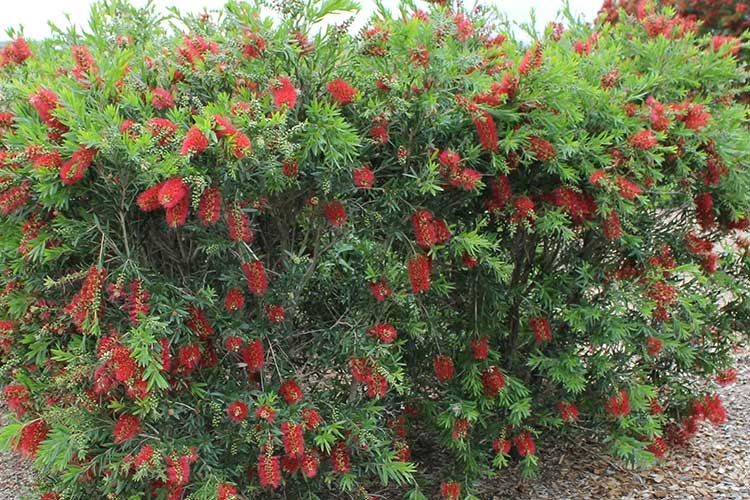 Red Cluster Bottlebrush Bush