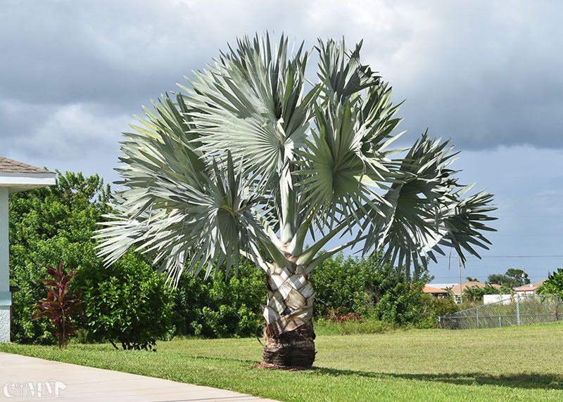 Bismark Palm