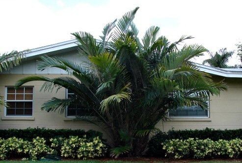 Arenga (Dwarf Sugar) Palm