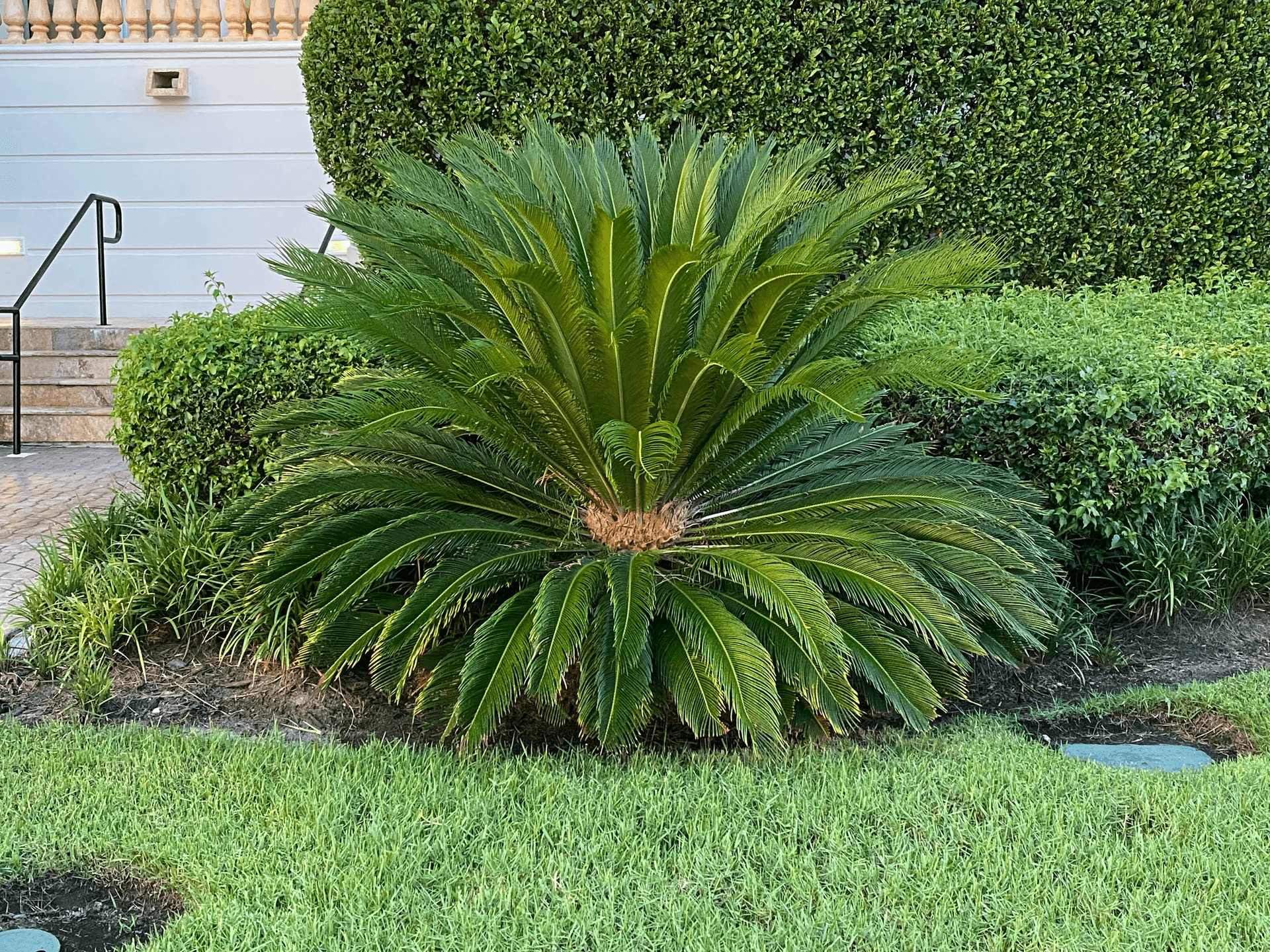 Sago Palm