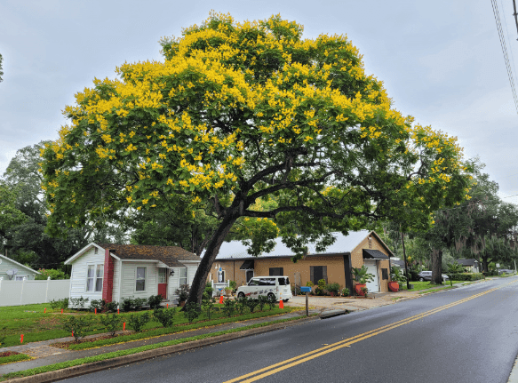 "Yellow Poinciana" Tree