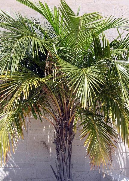 Arikury (Parrot) Palm