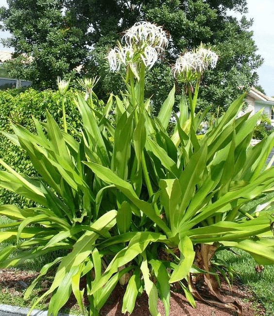 White Crinum Lily