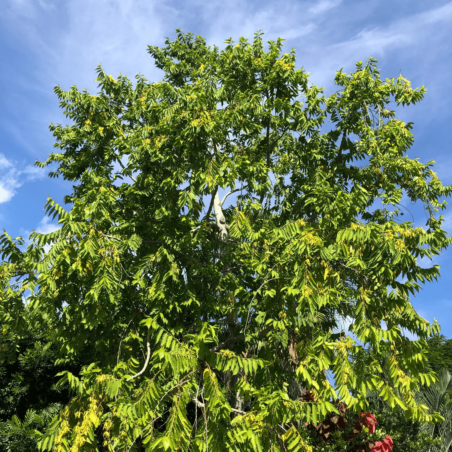 Ylang Ylang Tree