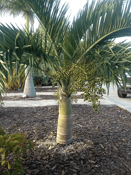 Buccaneer Palm