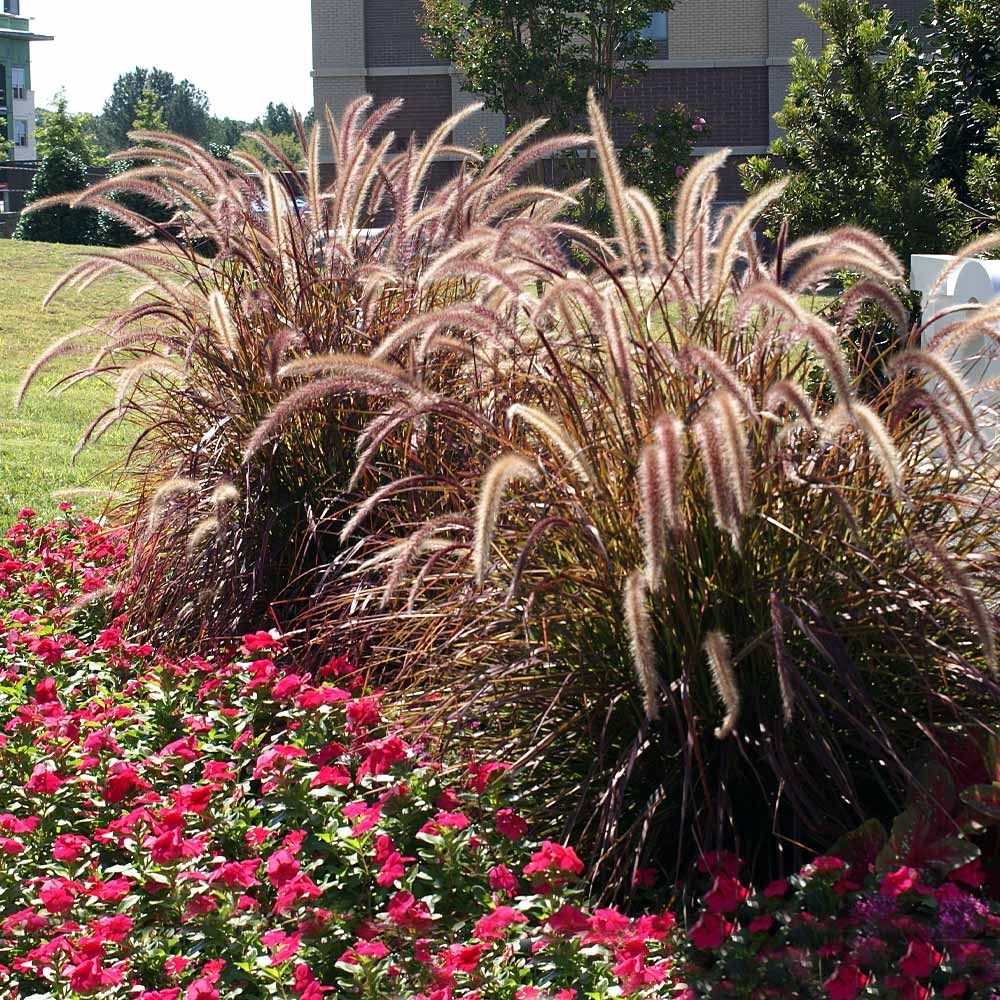 Red Fountain Grass