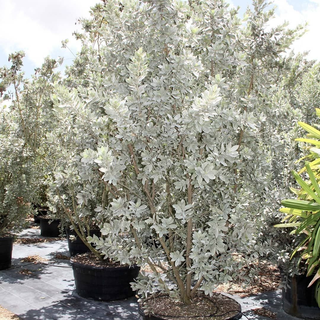 Silver Buttonwood