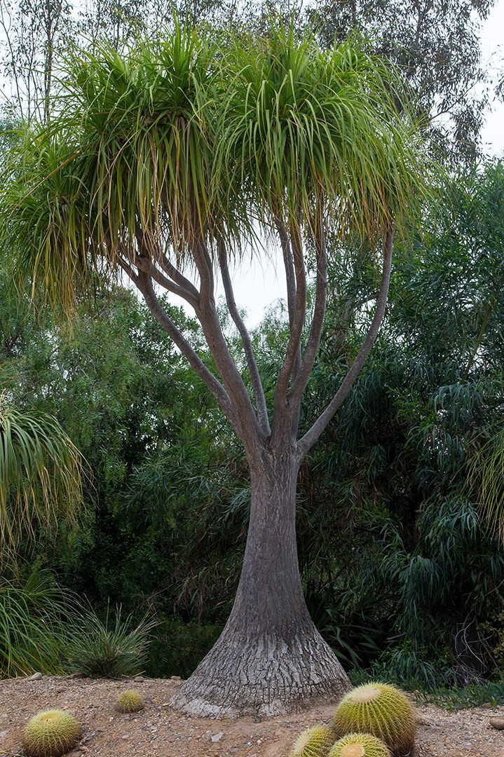 Pony Tail Palm