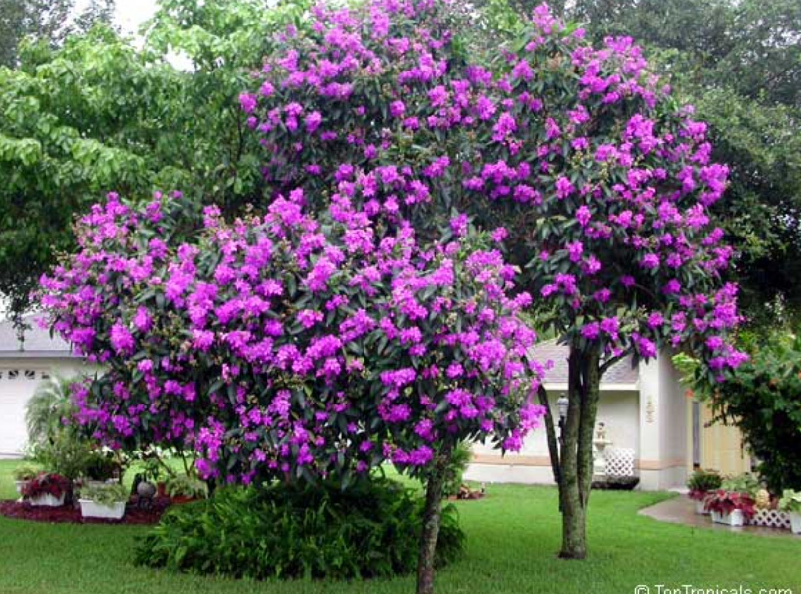 Tibouchina Tree