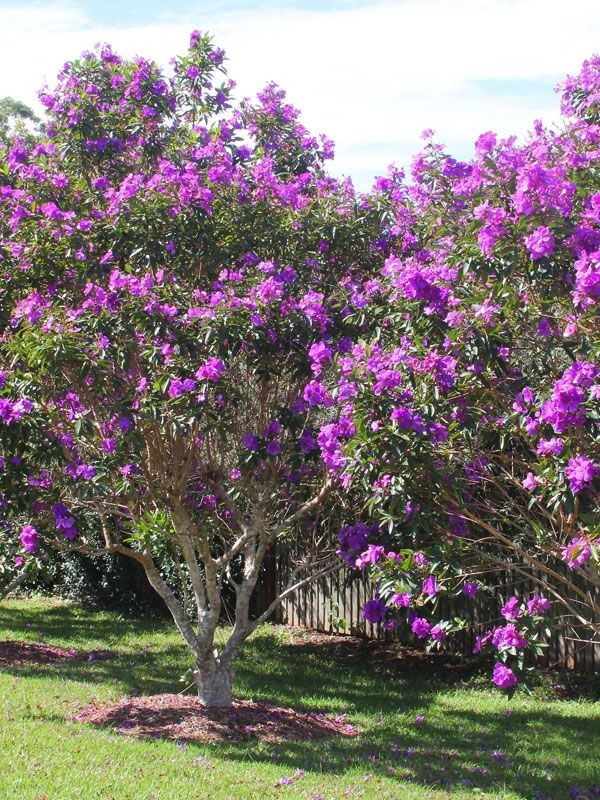 Oleander Tree