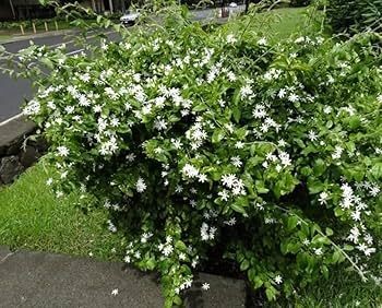 Downy Jasmine