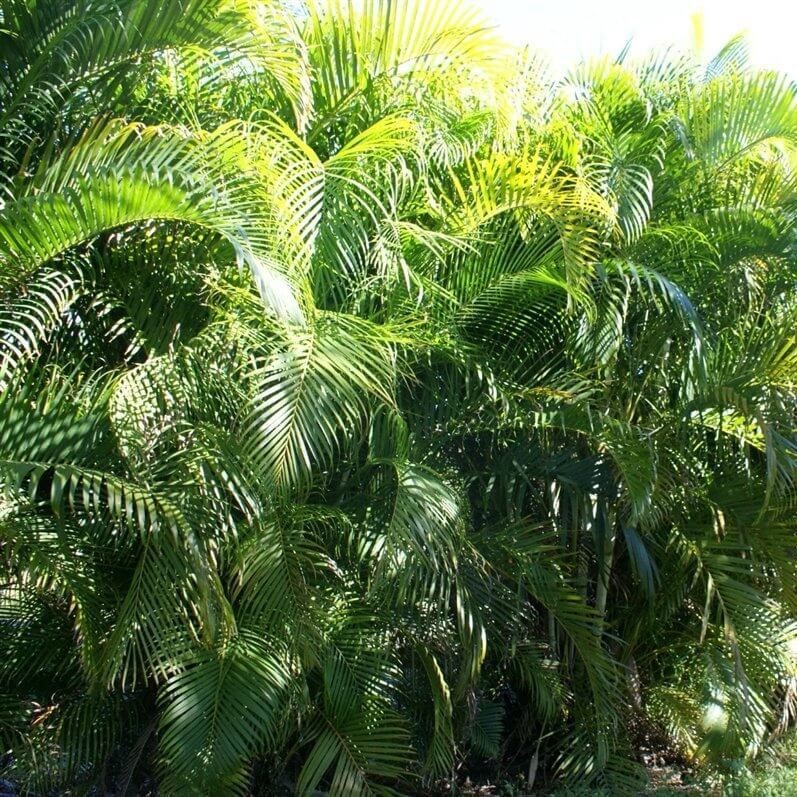 Areca Palm