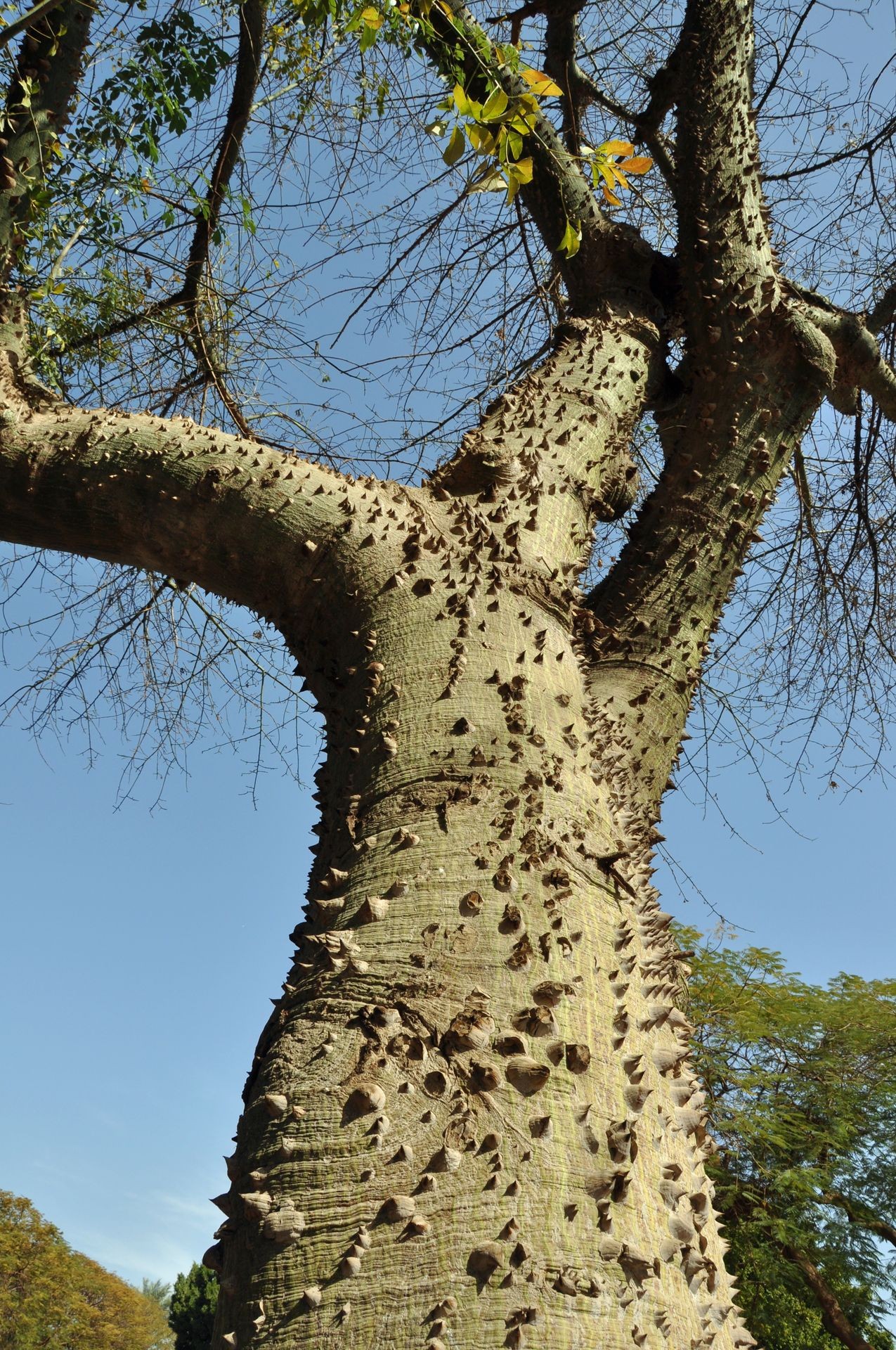 Close-up of large conical thorns covering the green trunk of a Silk Floss Tree