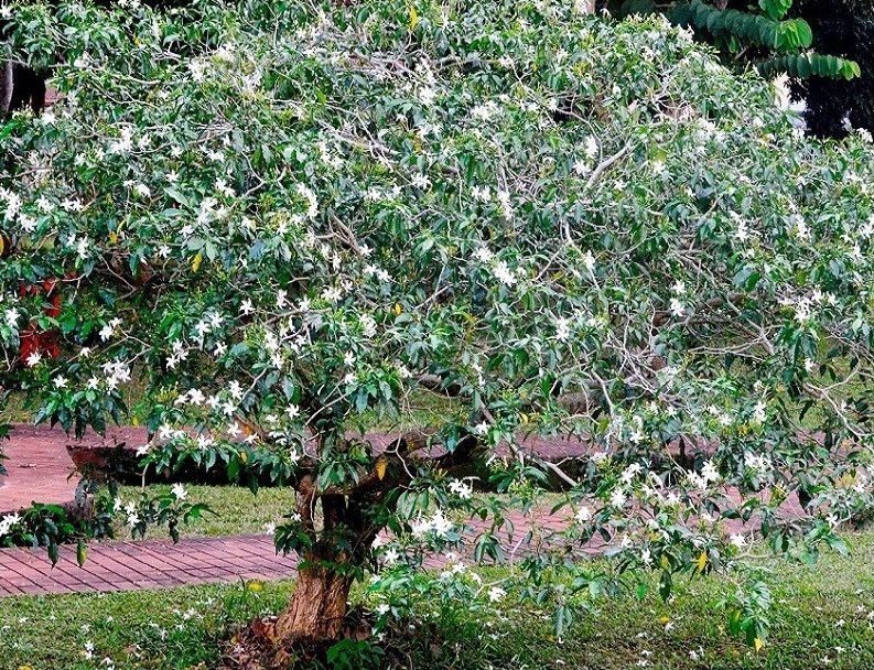 Crape Jasmine Tree