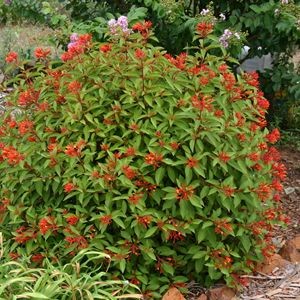 Dwarf Firebush