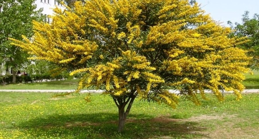 Small Flowering Trees