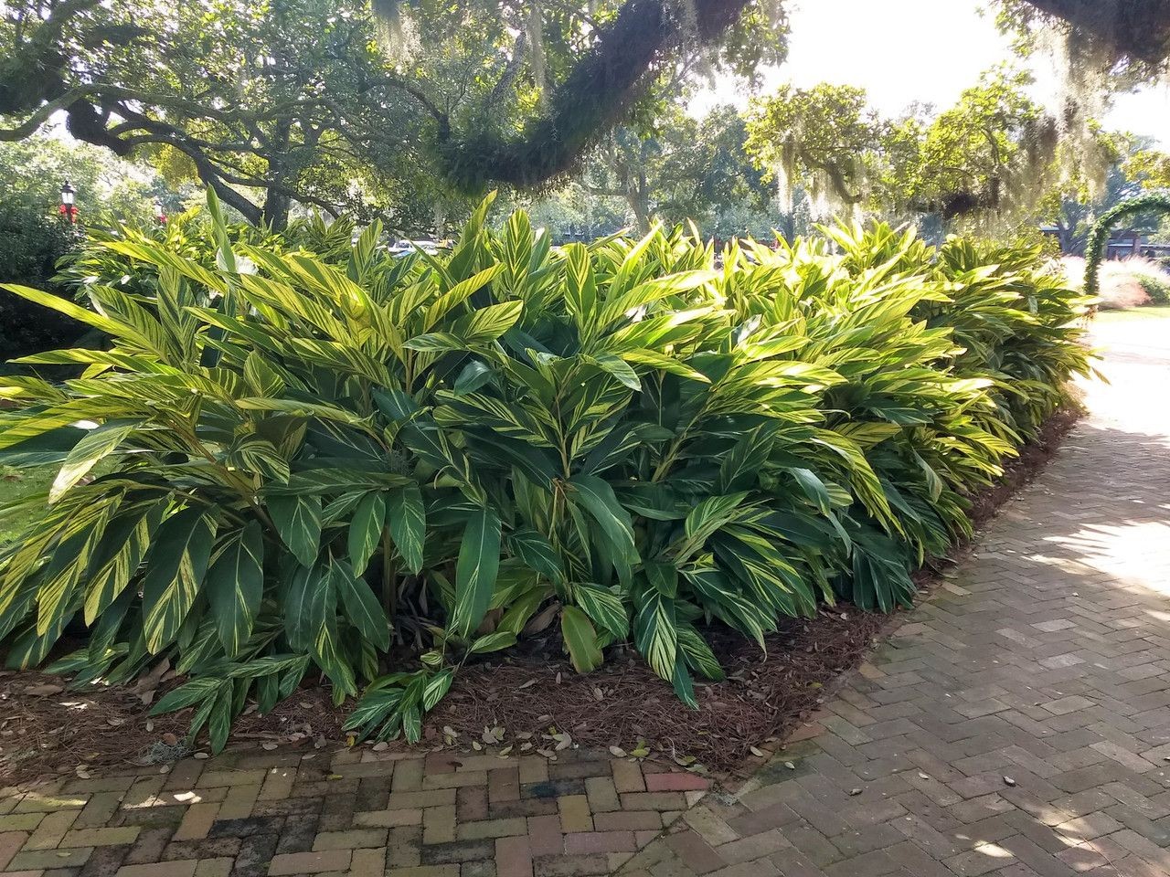 Variegated Ginger