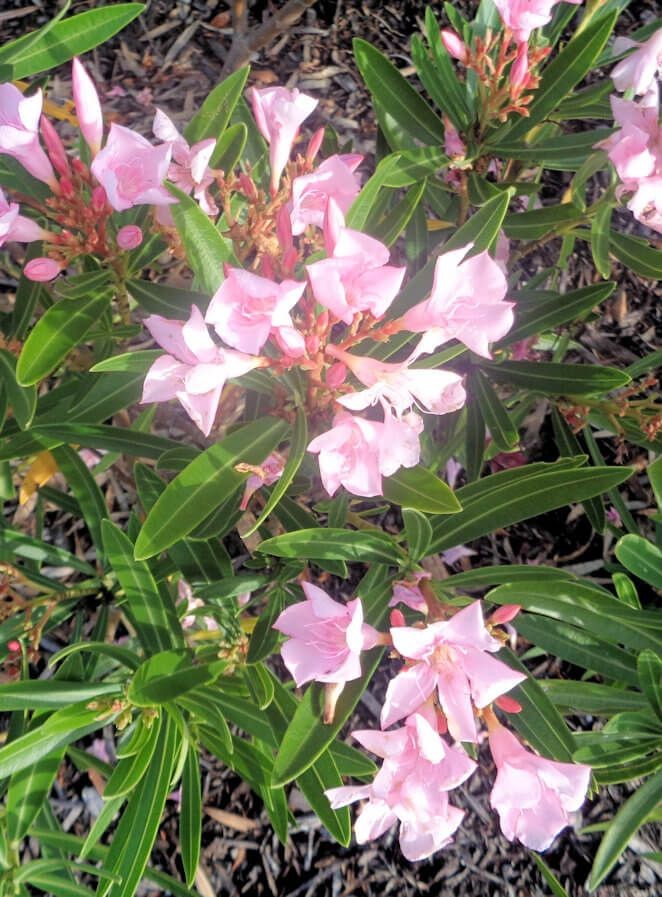 Dwarf Oleander