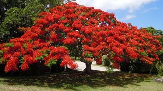 Royal Poinciana Tree