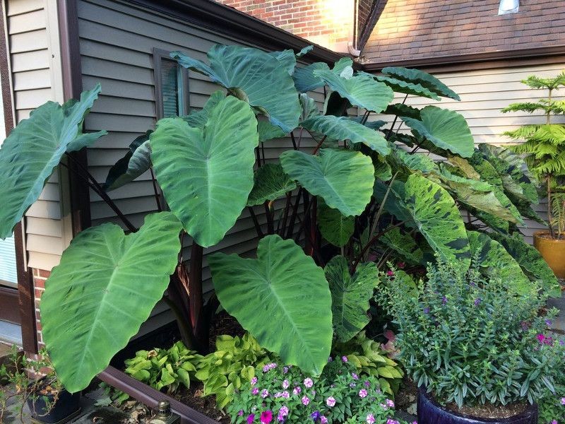 Elephant Ears