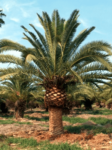 Canary Island Date