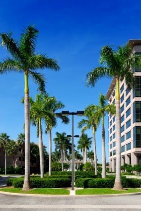 Royal Palm