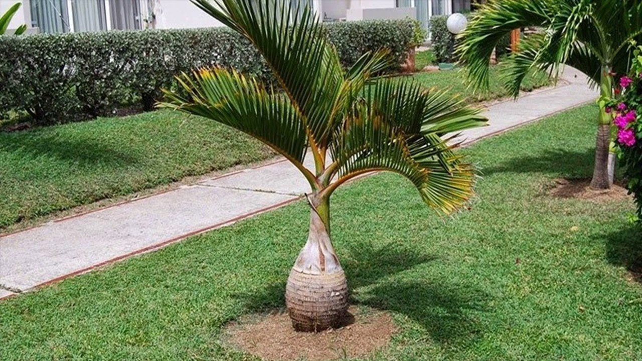 High-Pressure Exterior Cleaning