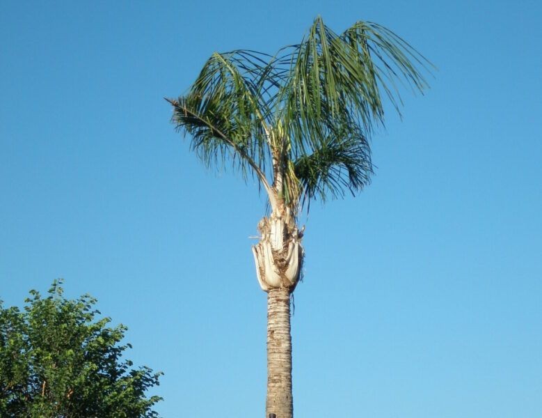 Queen Palm