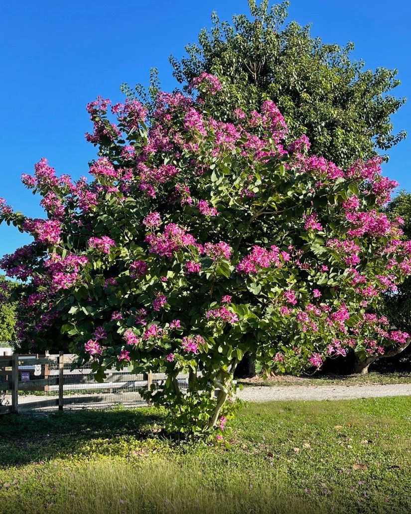 Hong Kong Orchid Tree