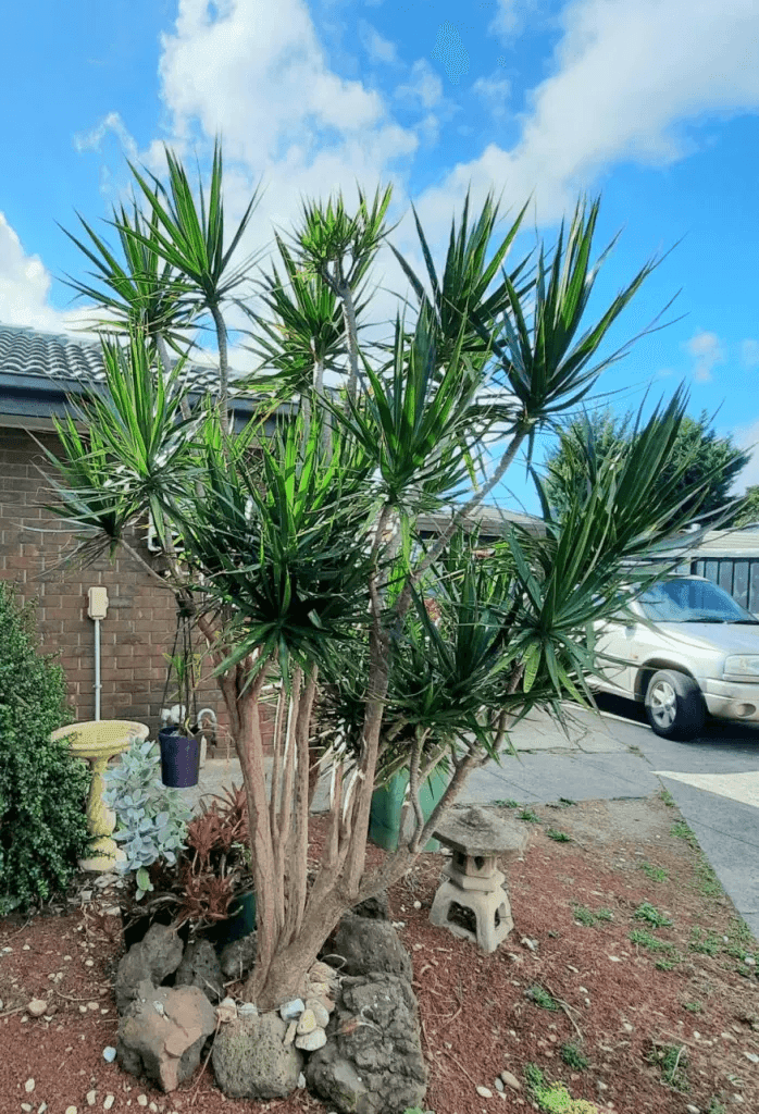 Dracaena Marginata