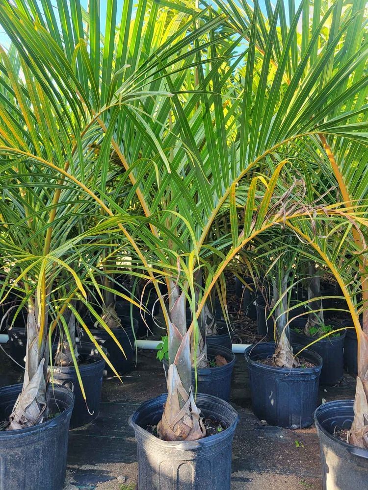 Rows of potted palm trees in an outdoor nursery setting under clear blue sky.