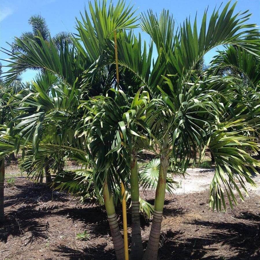 Christmas Palm