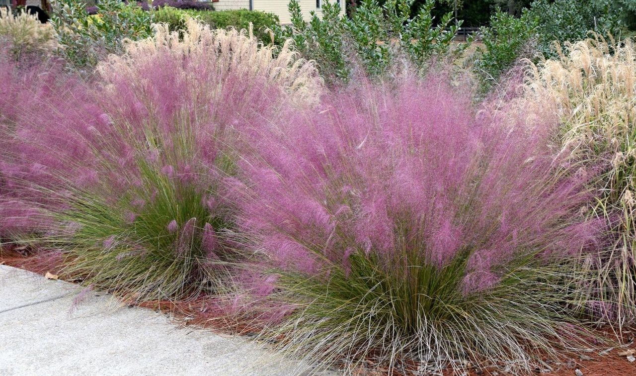 Muhly Grass