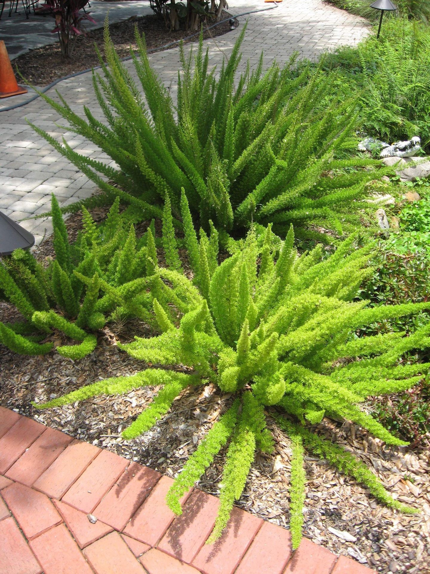 Foxtail Fern